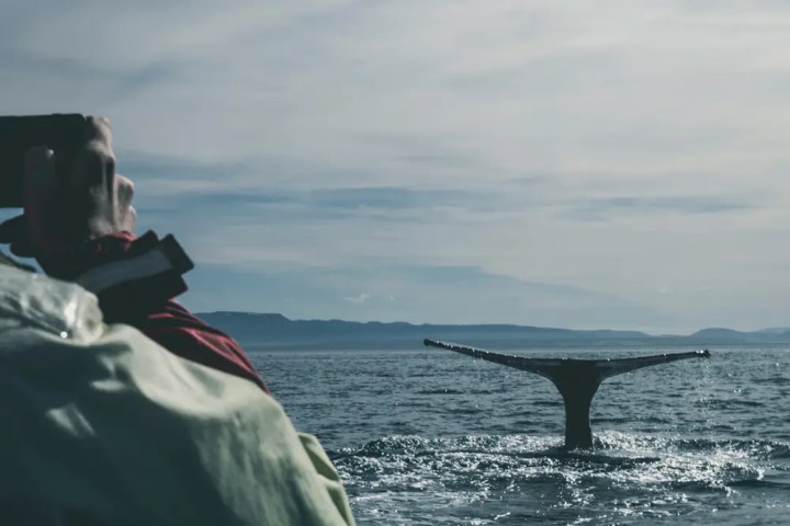 Person photographing a whale's tail emerging from the ocean.