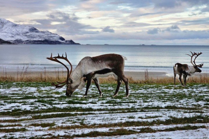 Two reindeer grazing near a snowy beach with mountains and sea in the background.