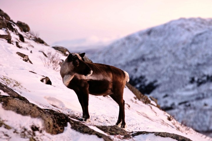 A lone reindeer stands on a snowy mountainside at sunset.